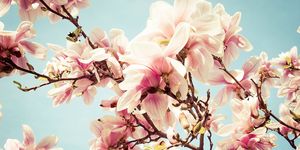 Close-Up Of Pink Magnolia Flowers Against Sky