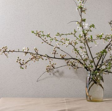 blossom cherry branches