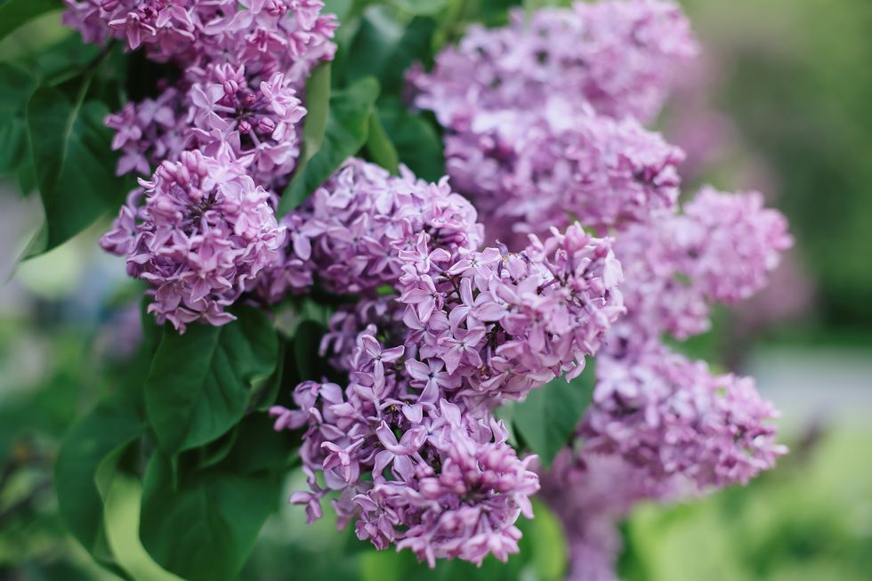 blossom violet lilac flowers against blurred greenery background. syringa vulgaris