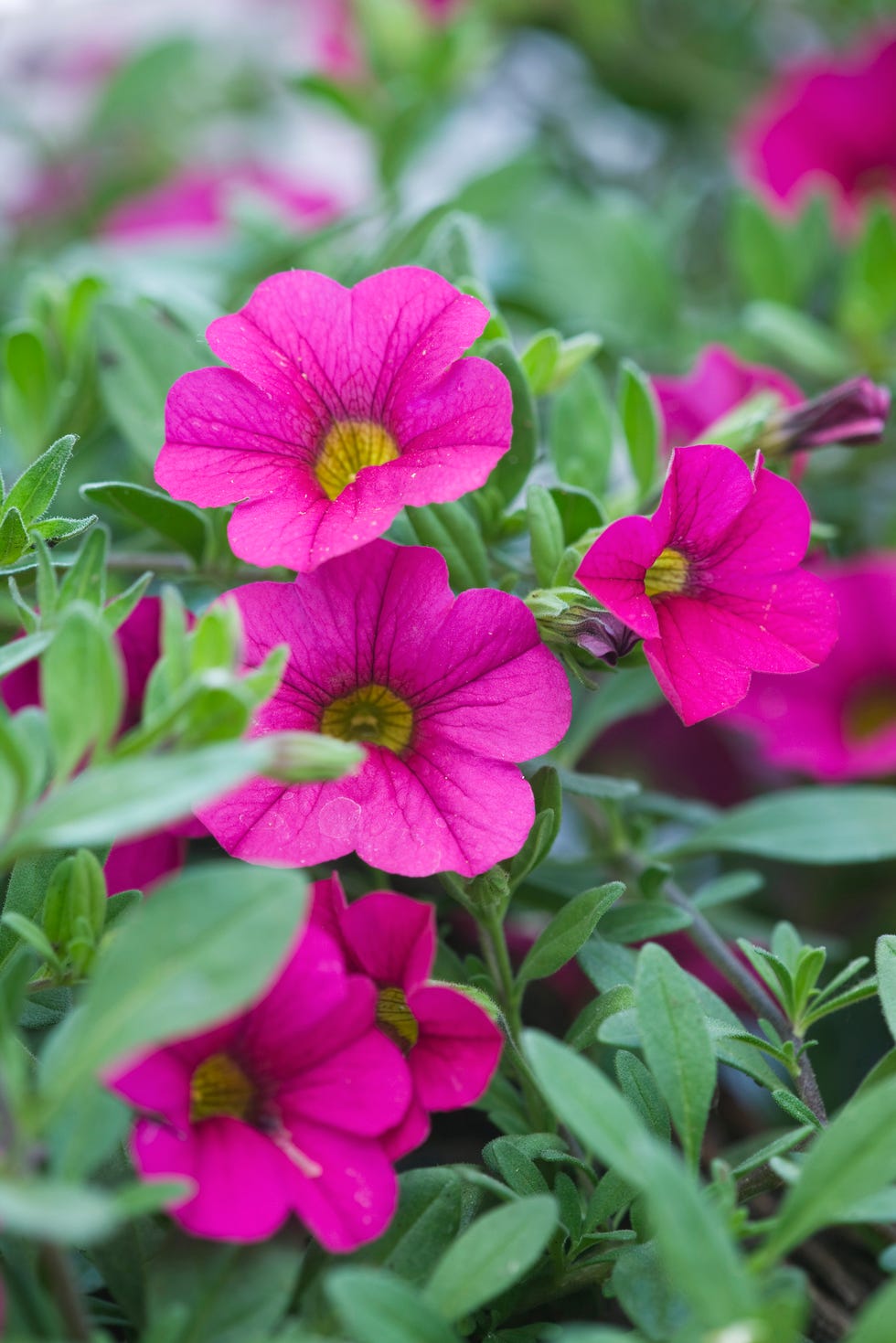 pink petunias