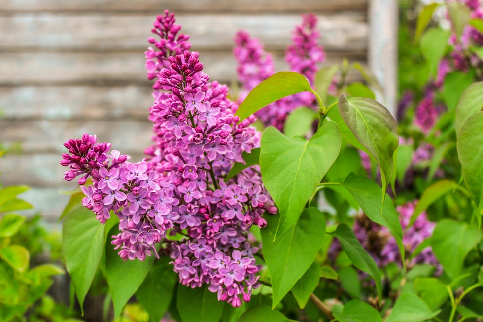best flowering shrubs lilac