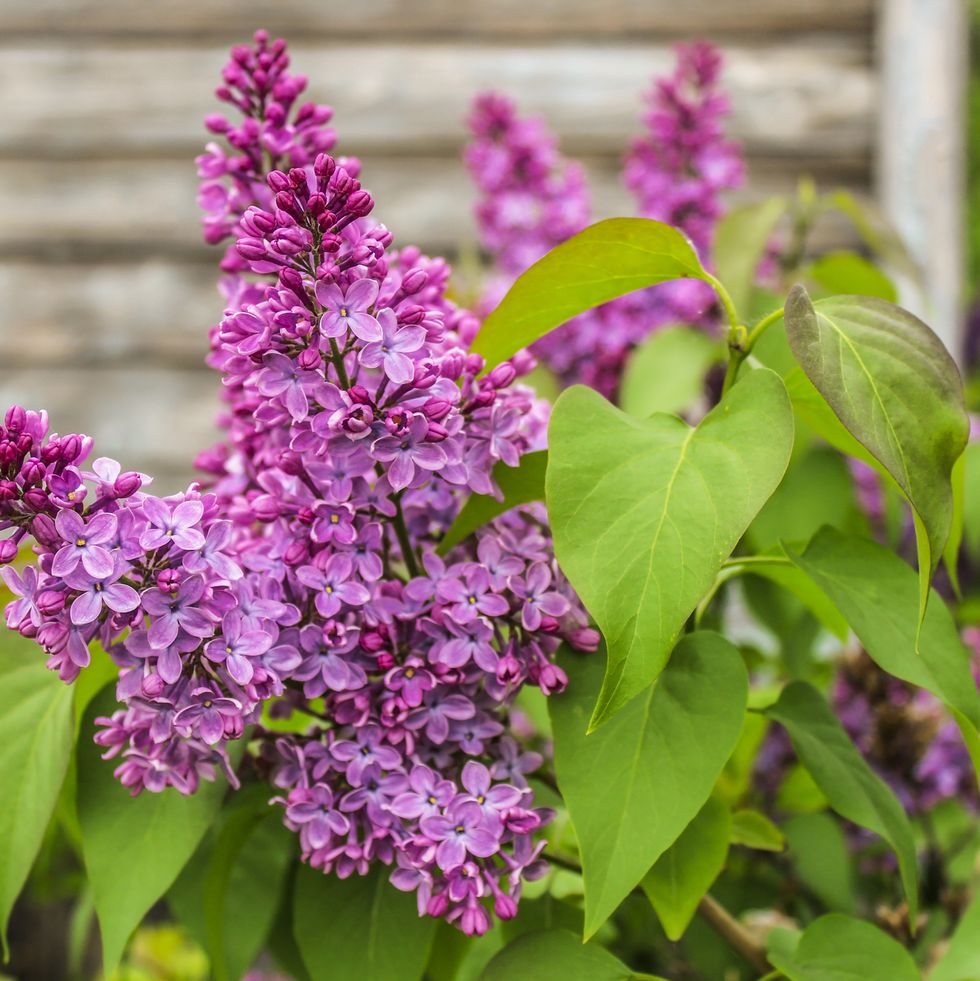 best flowering shrubs lilac