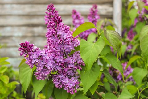 best flowering shrubs lilac