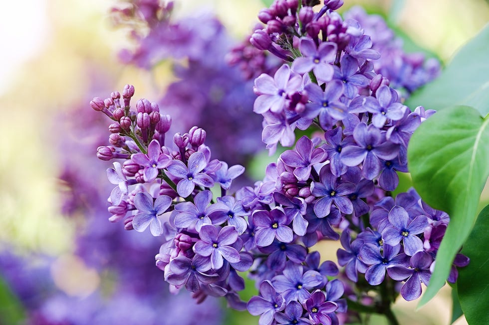 Drought-tolerant shrub lilac