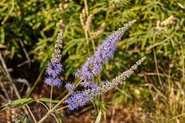 sauzgatillo, el remedio natural para mejorar la salud femenina que ayuda en la menopausia