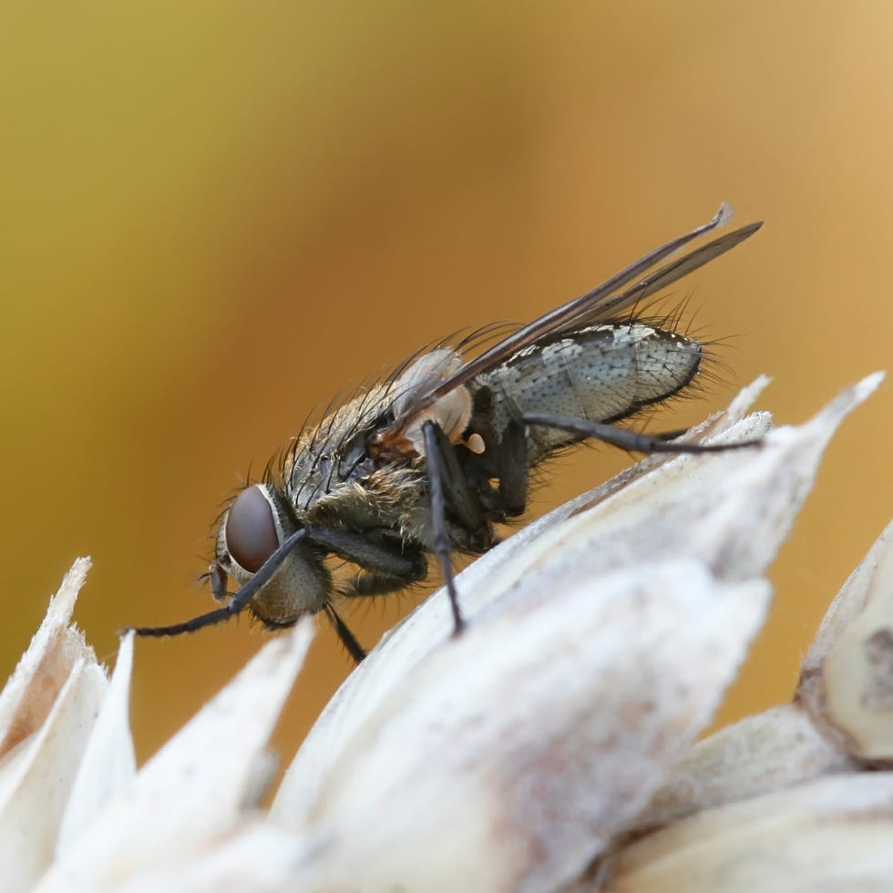 cluster fly