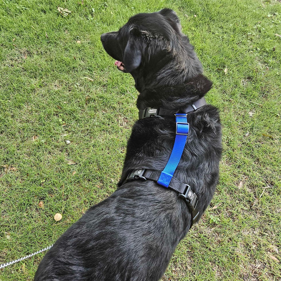 a black dog wearing a harness