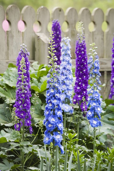 blue and purple delphinium in bloom