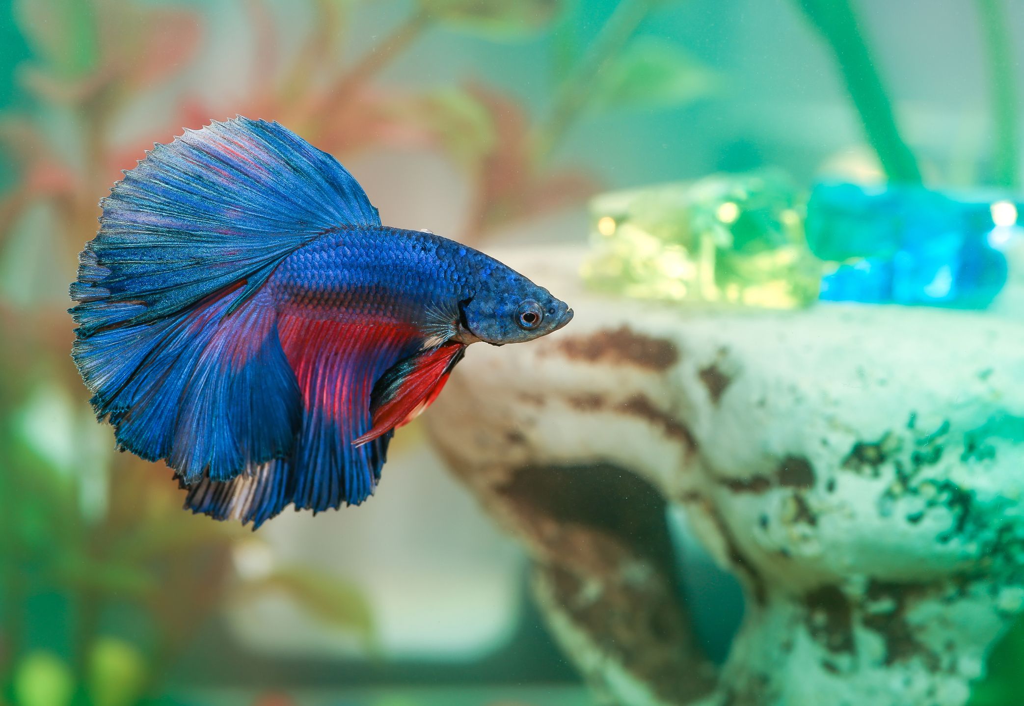 200+ Great Name Ideas for Your Pet Fish