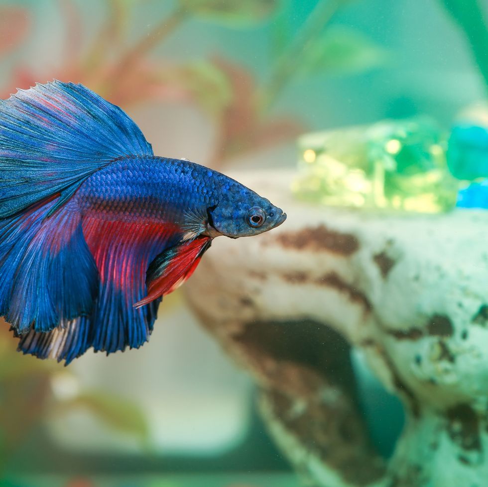 names for betta fish