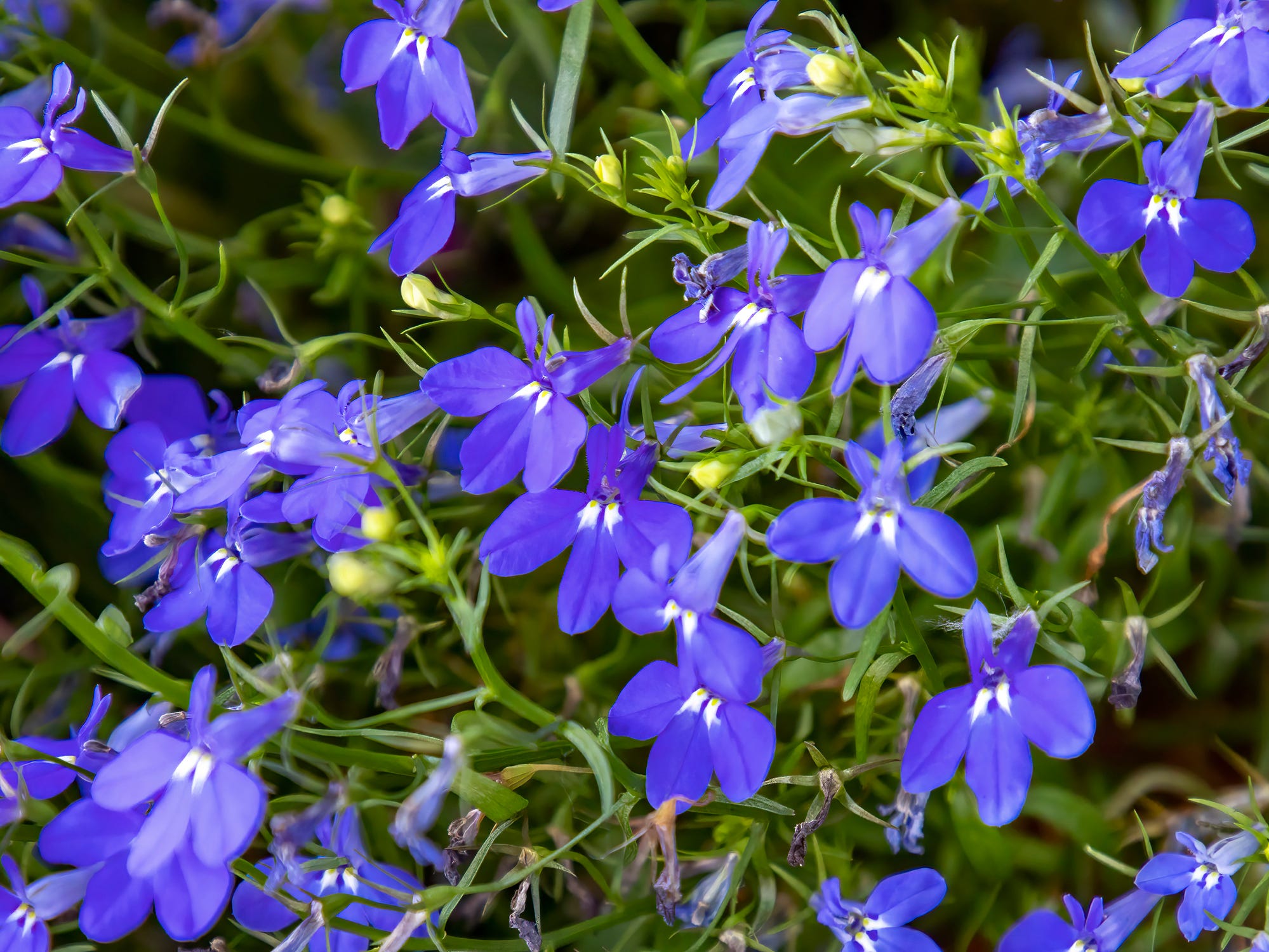 28-best-shade-flowers-that-are-easy-to-grow