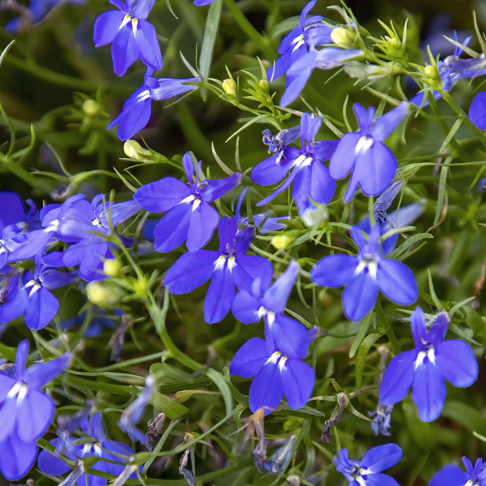 blue cascade flowers