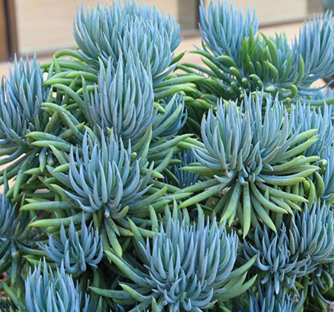 The Succulent for Your Zodiac Sign - Plants That Fit Your Astrological Sign