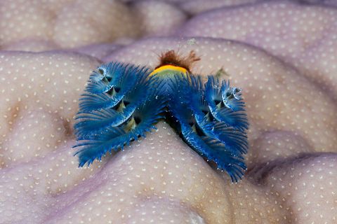 blue christmas tree worm, spirobranchus giganteus, namena marine reserve, fiji