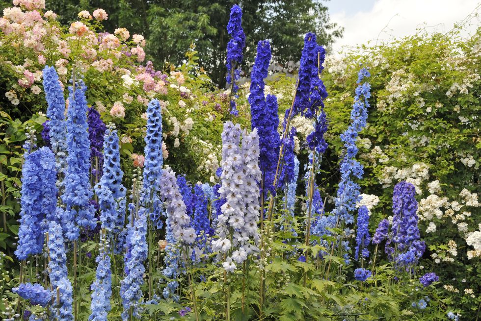 blue delphinium flowers and roses blooming in summer garden
