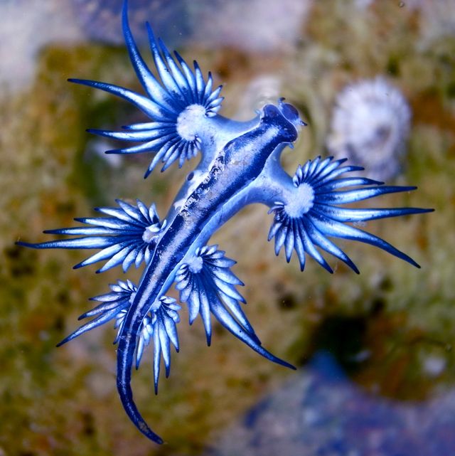 blue dragon, glaucus atlanticus, blue sea slug