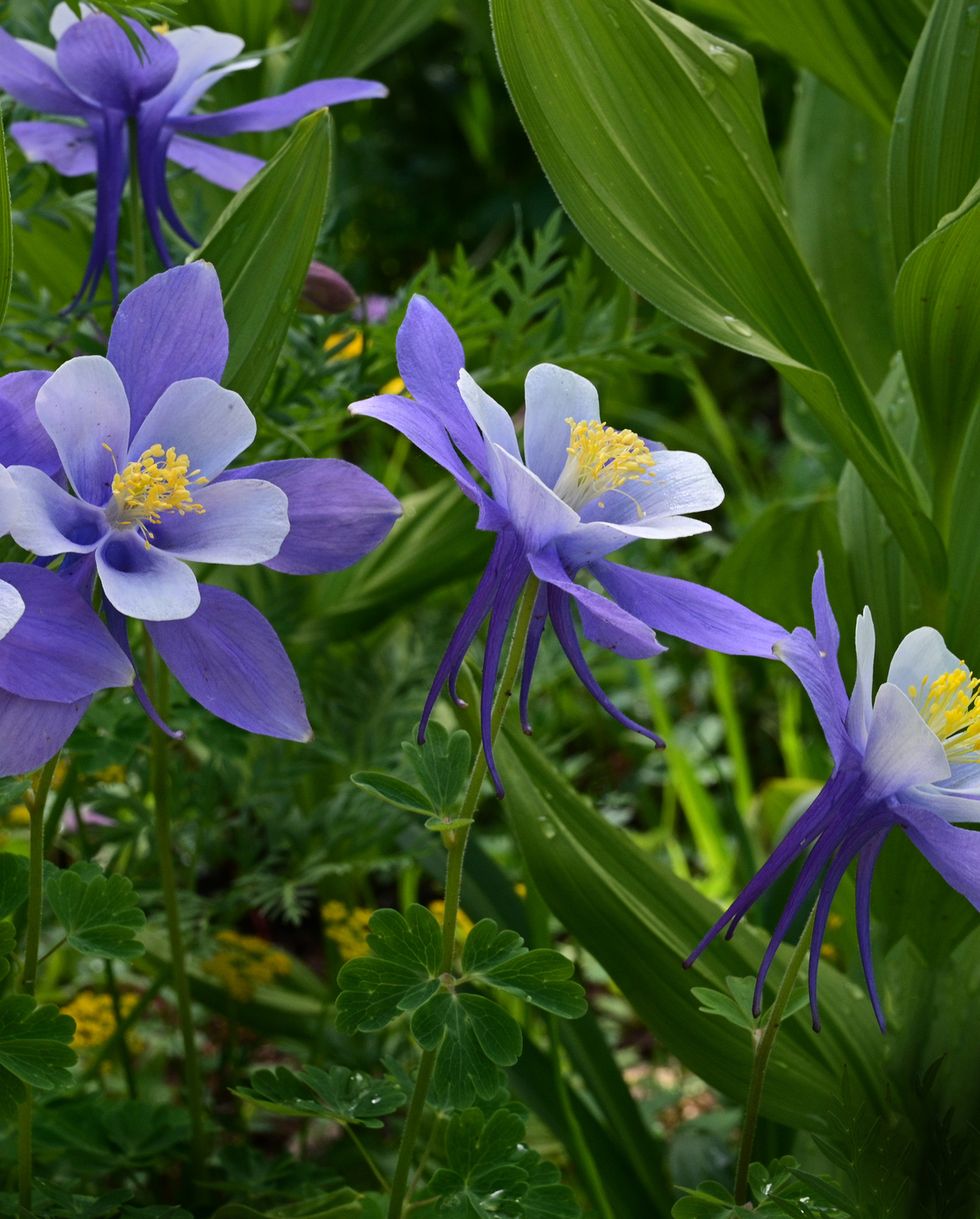 blue flowers blue columbines
