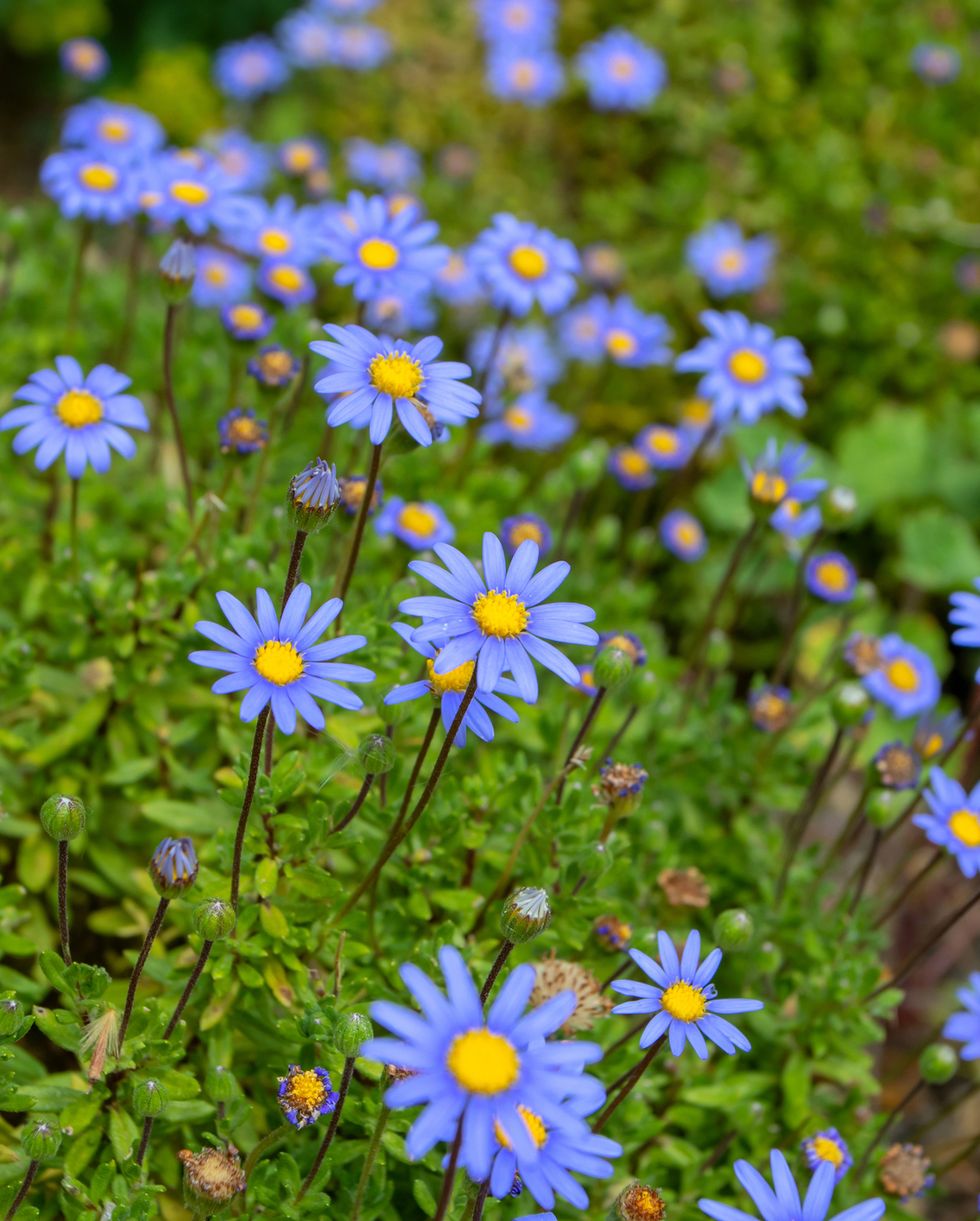 blue flowers blue daisy