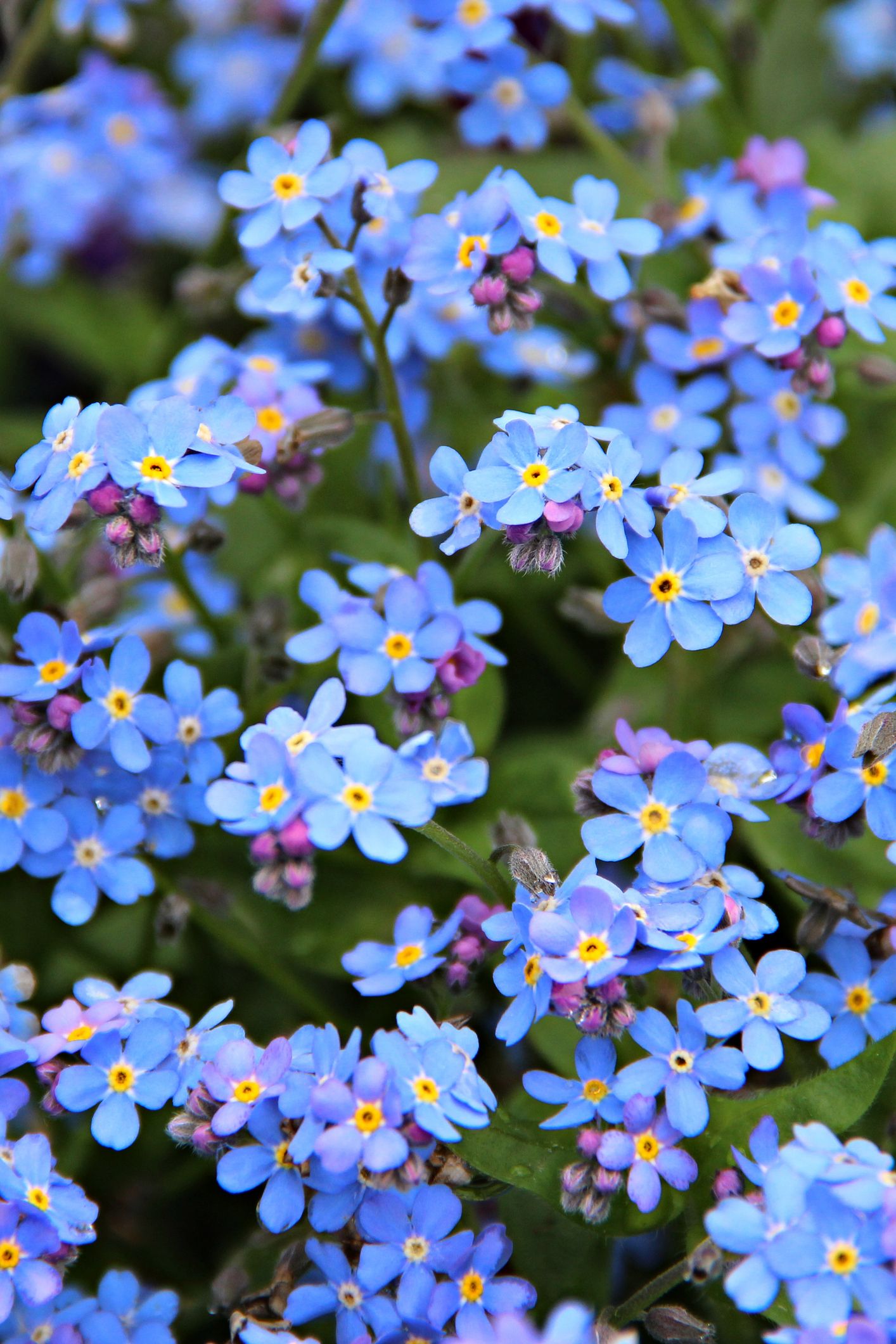 35 Best Blue Flowers for Your Garden Top Types of Blue Flowers