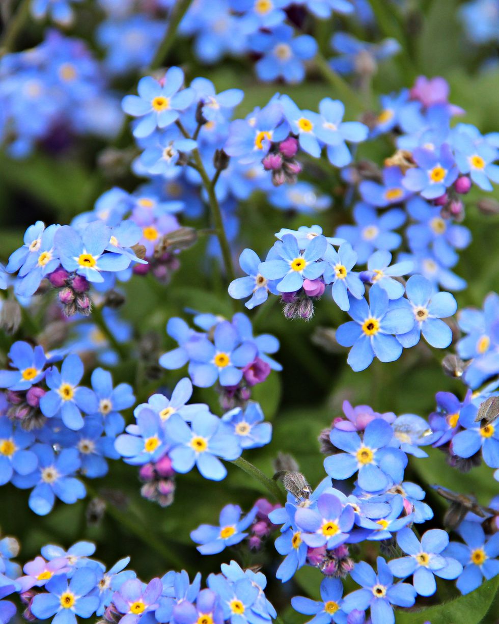 blue flowers forget me nots