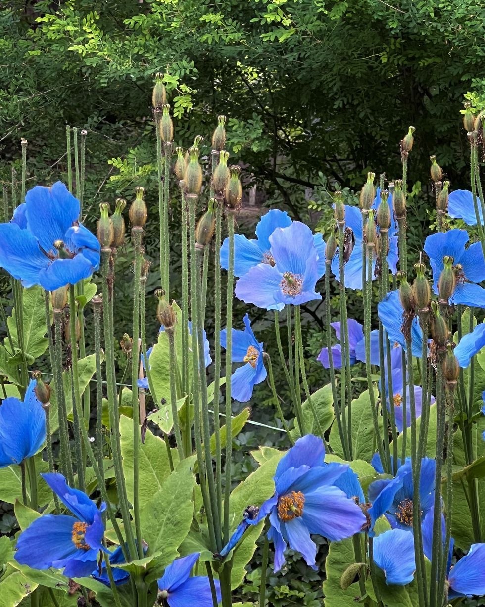 blue flowers himalayan blue poppy