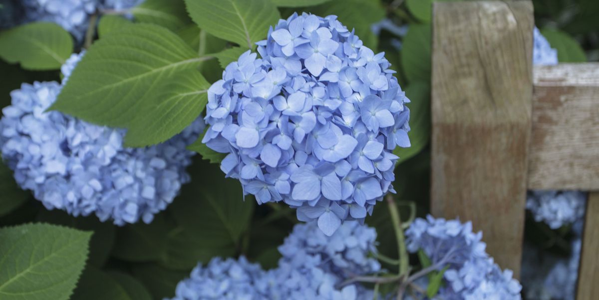 hydrangeas blue flowers