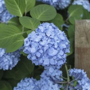 blue flowers blue flowers