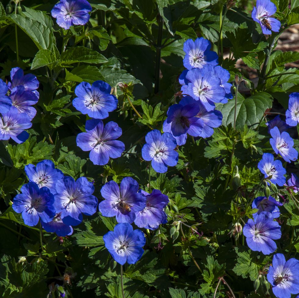 blue flowers of a geranium ‘rosanne' shrub in garden