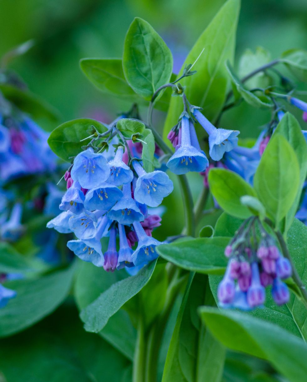 blue flowers virginia bluebells