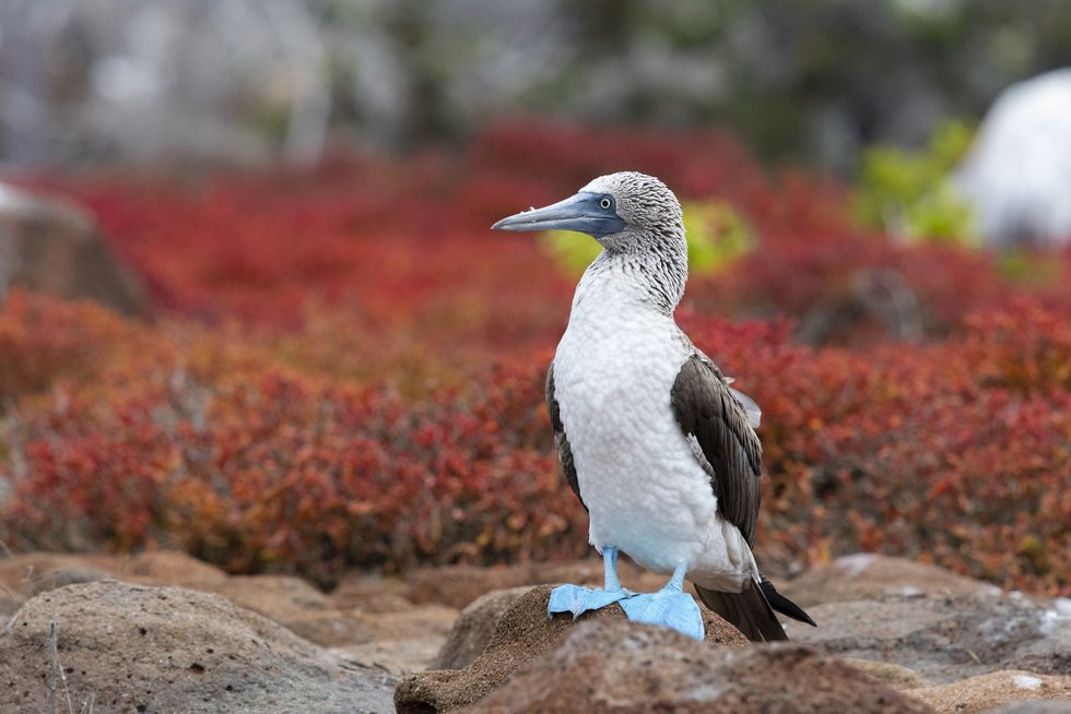 blue footed booby, galapagos islands