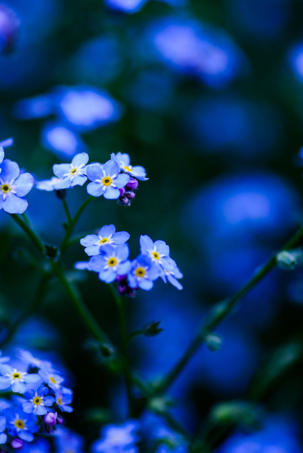 Forget Me Not: Plant Care Tips, Growing Guide, and Symbolism