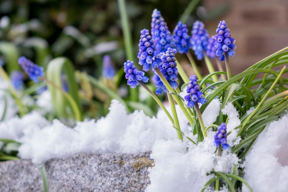 winter flowers grape hyacinth