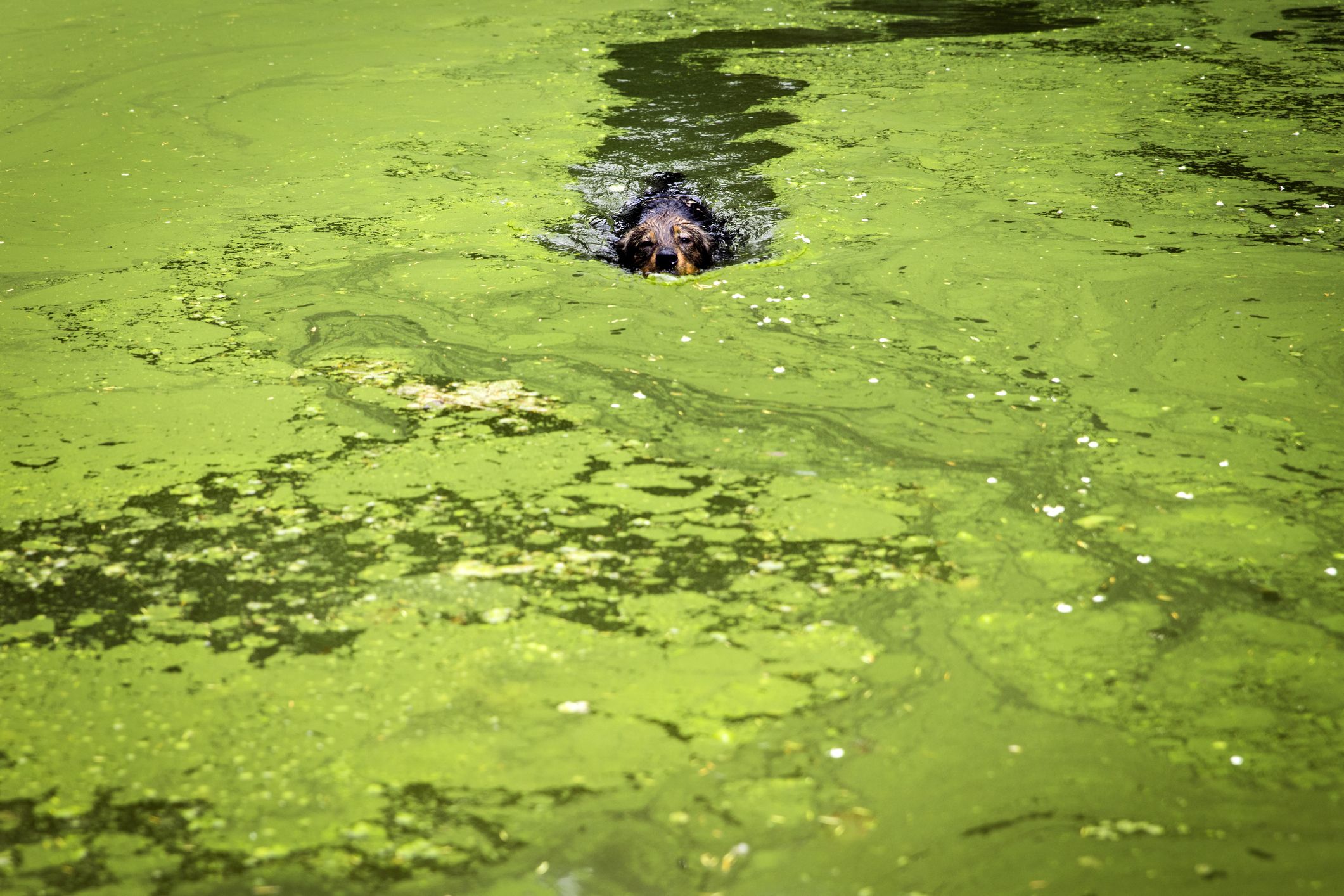 Blue-Green Algae in Lakes Is Killing Dogs, Here's What to Know