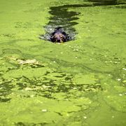 Blue-Green Algae Toxic Cyanobacteria Killing Dogs