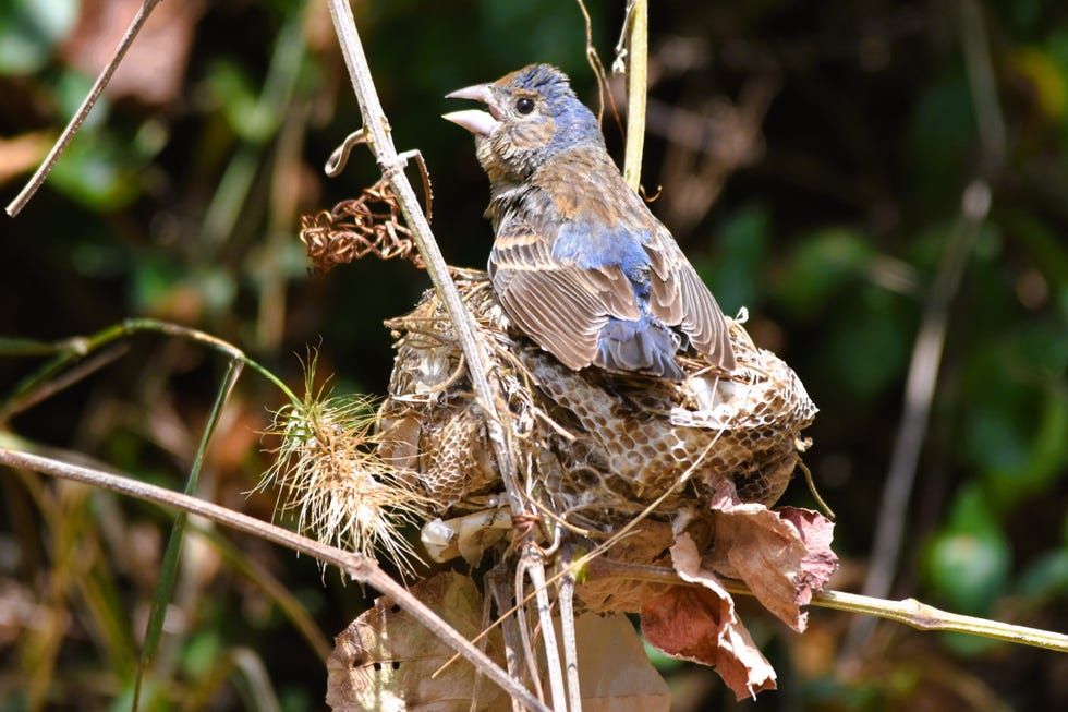zangvogel op een nest van natuurlijke materialen