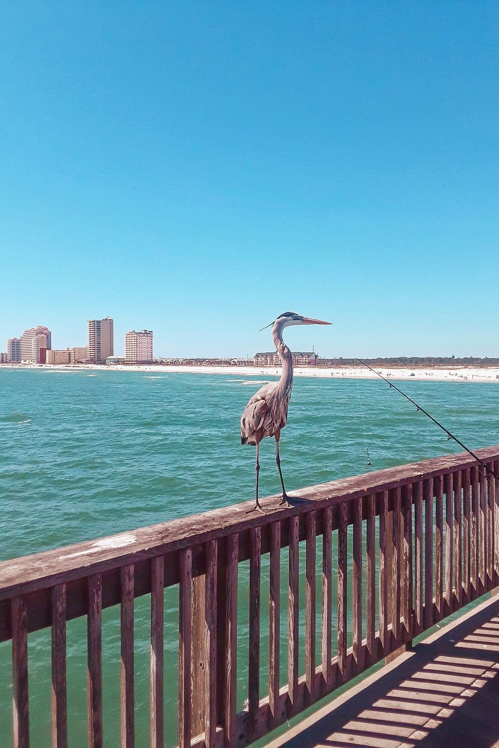 blue heron on gulf state pier with white sand beach and high rises in background