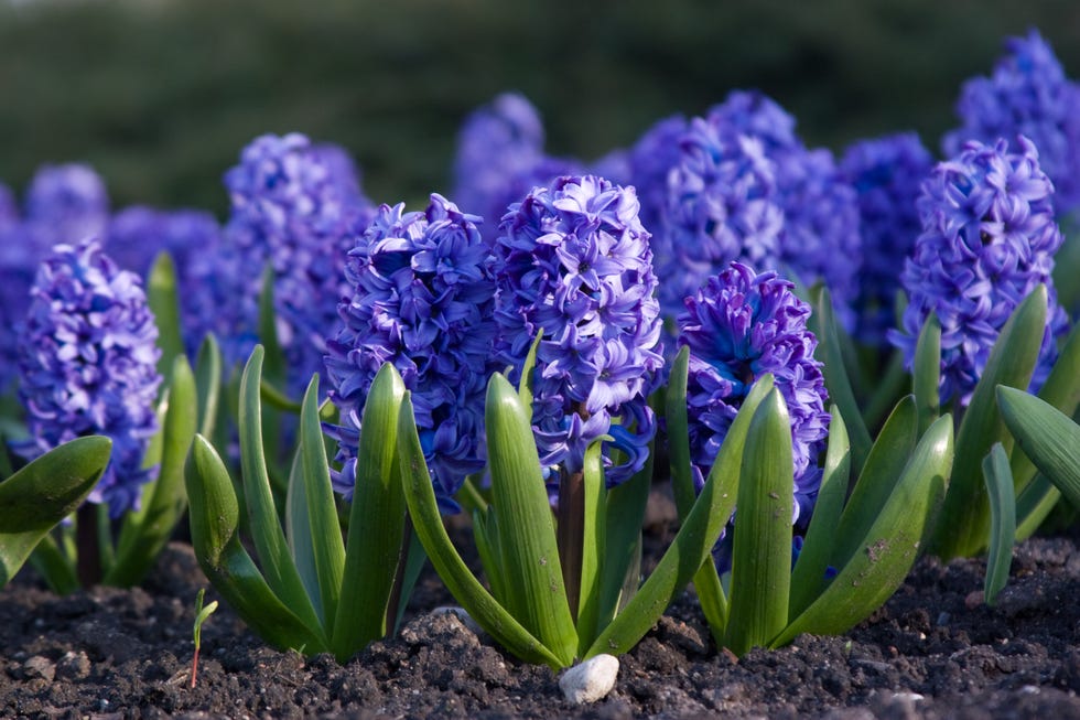 What You Need to Know to Plant and Grow Hyacinth Flowers