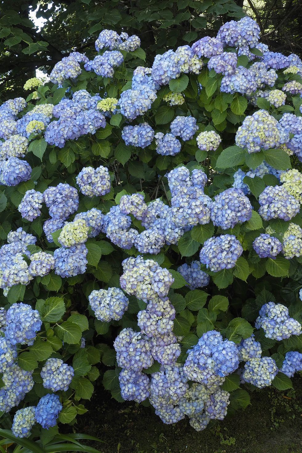 blue hydrangea in full bloom, cannobio, lake maggiore, italy
