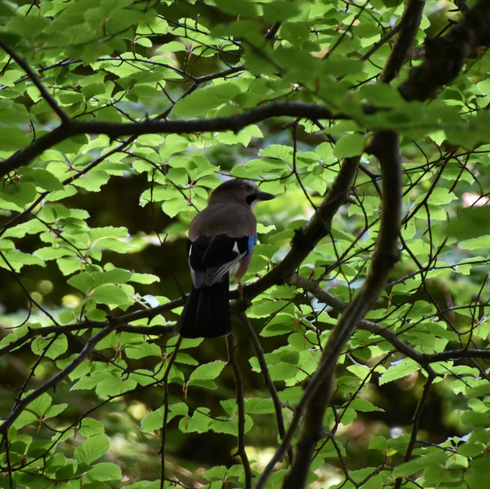 blue jay in woodland
