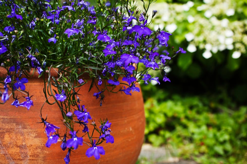 Blue lobelia in a terracotta pot on the terrace