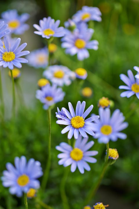25 Colorful Types Of Daisies Daisy Varieties For Your Garden