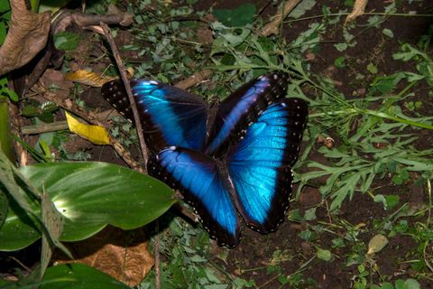 blue morpho butterfly, morpho peleides, mating