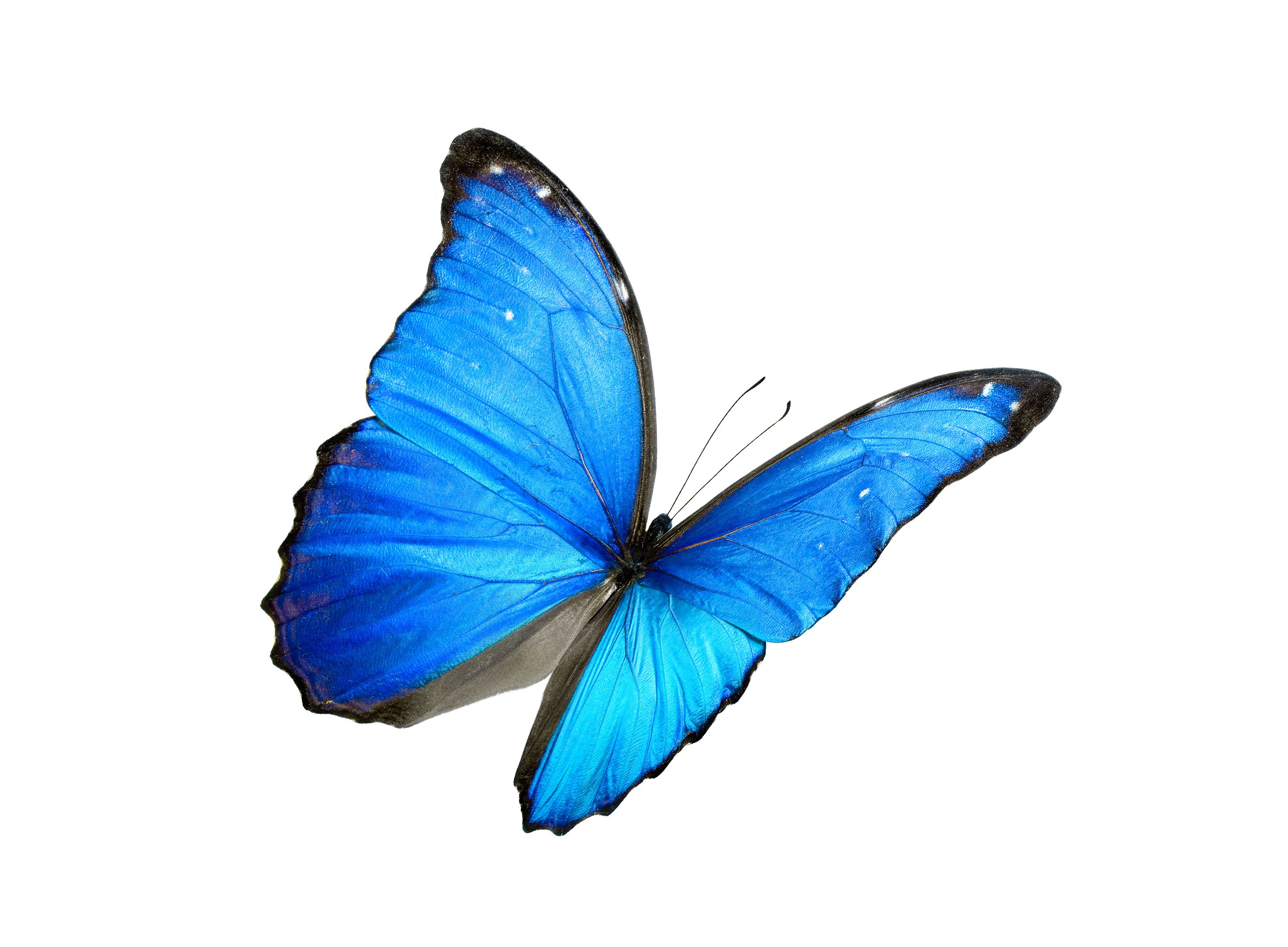 Blue w offers butterflies