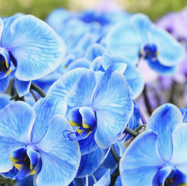 blue mystique orchid plant