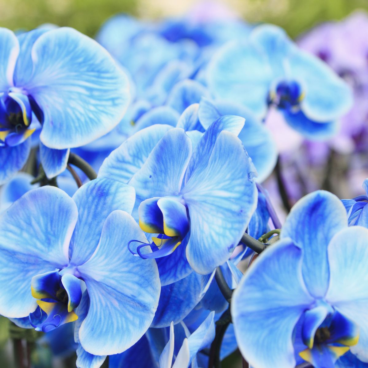 Why Did My Blue Orchid Turn White? - Laidback Gardener