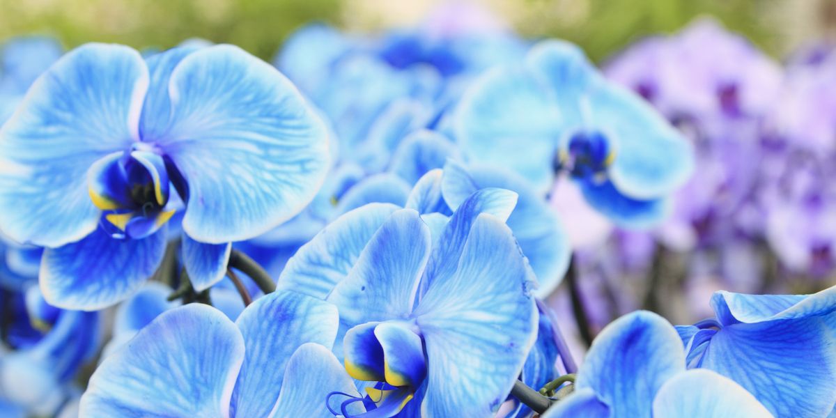 Real and Fake Blue Orchids: How to Tell Them Apart