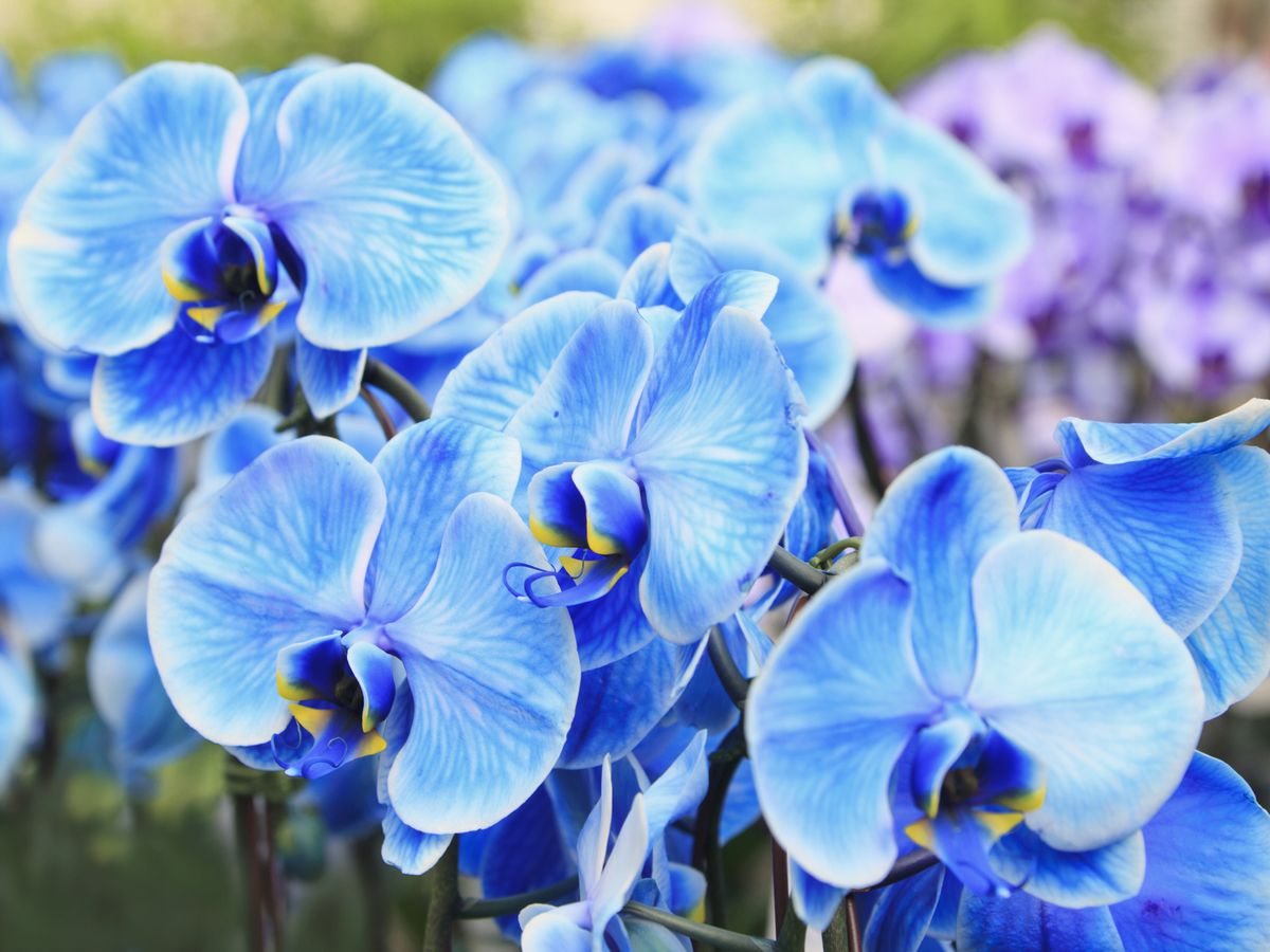 Blue Orchids at From You Flowers
