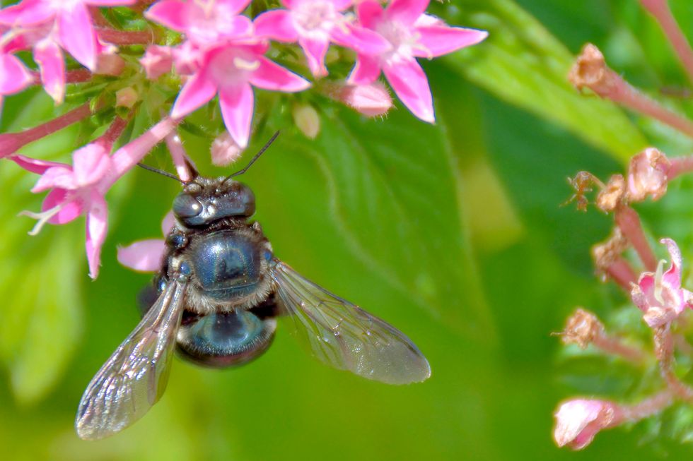 blue orchard mason bee