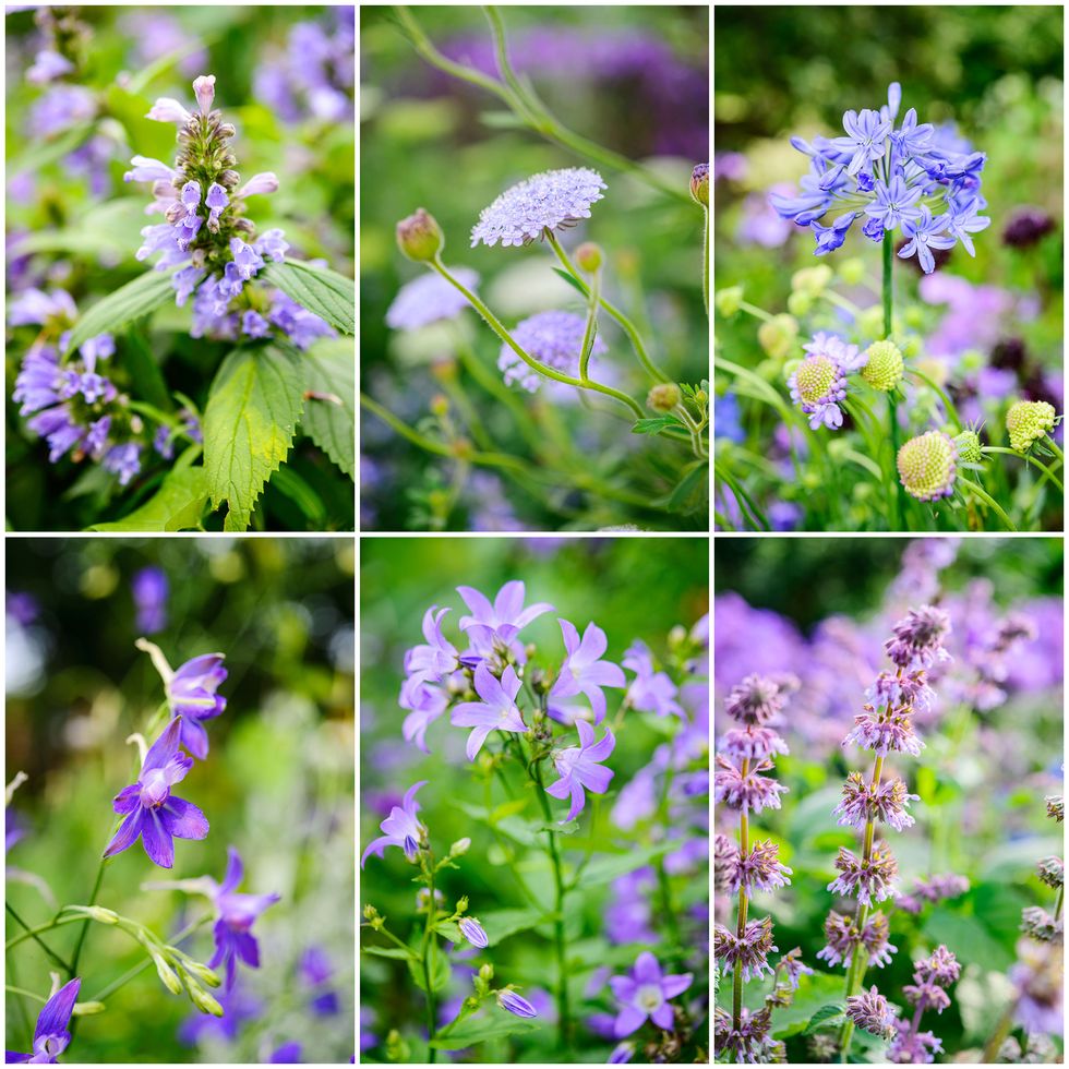 Flowering plant, Flower, Plant, Lavender, Hyssopus, Subshrub, Nepeta, Wildflower, Common sage, Perennial plant, 