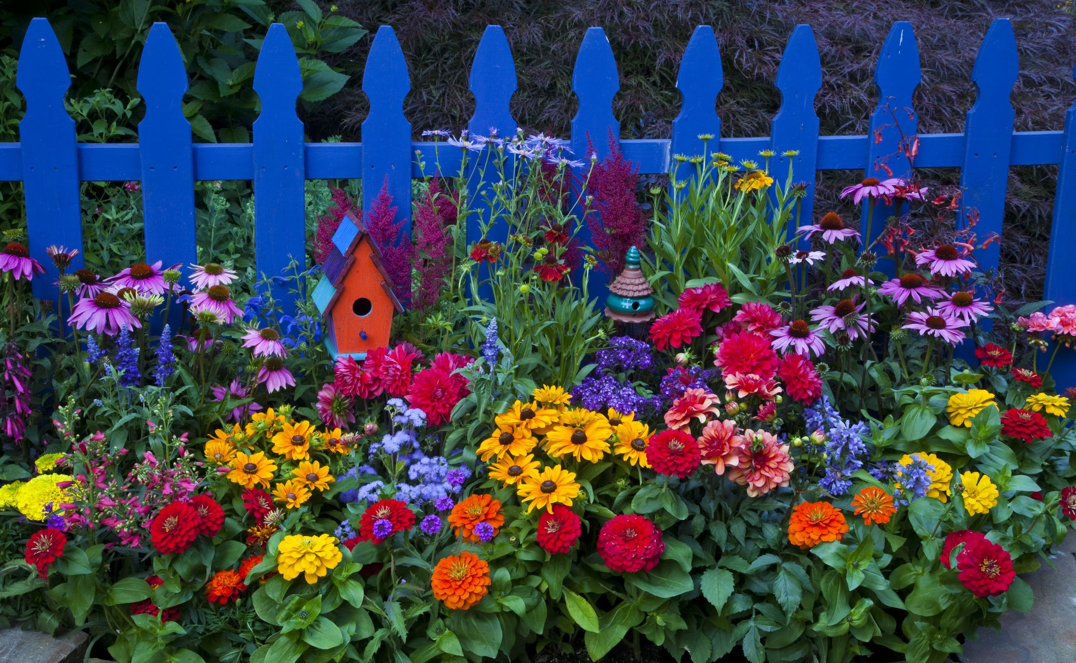 https://hips.hearstapps.com/hmg-prod/images/blue-picket-fence-with-colorful-flowers-royalty-free-image-1679944124.jpg
